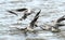 Gulls fighting for food