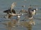 Gulls fighting for food on the embankment of river Tagus, Lisbon