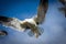 Gulls in flight fighting for prey