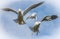 Gulls in flight fighting for prey