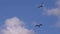 Gulls fly through blue skies with clouds