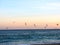 Gulls fly over the evening sea