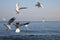 Gulls fly over the sea at dawn. White birds on the background of the sea and sky