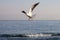 Gulls fly over the sea at dawn. White birds on the background of the sea and sky