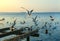 Gulls fly over the Steinhuder Meer or Lake Steinhude, Lower Saxony, Germany, northwest of Hanover.