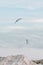 Gulls fly in the sky over a mountain lake