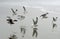 Gulls flying on Florencia Beach, Pacific Rim National Park