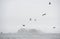 Gulls flying in the mist, Florencia Beach, Pacific Rim National Park