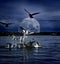 Gulls Gathering At Night Under Full Moon