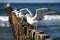 Gulls on groynes