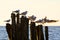 Gulls on groynes in the surf on the Polish Baltic coast