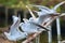 Gulls landing and taking off