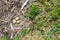 Gulls nest on the beach with eggs, nature background