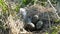 The gulls nest with three speckled olive eggs