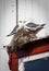 Gulls nest on a window