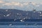 Gulls over Puget Sound