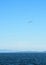 Gulls Over Straits of Juan de Fuca