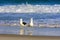 Gulls over waterline at Devil beach