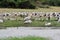 Gulls and pelican, Queen Elizabeth National Park, Uganda