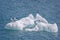 Gulls perched on iceberg in arctic greenland - arctic blue and crystal clear