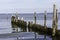 Gulls resting on an old broken pier in the Baltic Sea Germany,