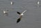 The gulls on the river Danube