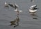 The gulls on the river Danube