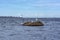 Gulls on rock, on water of the Gulf, ship island