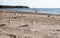 Gulls on the sandy coast of the Gulf of Finland, a flock of birds on the beach on a Sunny day