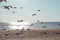 Gulls on the sandy coast of the Gulf of Finland, a flock of birds on the beach at sunset, Saint Petersburg, Russia