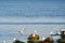 Gulls on the Sea of Marmara in Istanbul