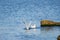 Gulls on the Sea of Marmara in Istanbul