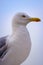 Gulls on the Sea of Marmara in Istanbul