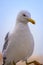 Gulls on the Sea of Marmara in Istanbul