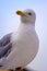 Gulls on the Sea of Marmara in Istanbul