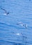 Gulls on the Sea of Marmara in Istanbul