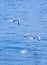 Gulls on the Sea of Marmara in Istanbul