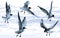 Gulls, seagulls, birds flying on sea water background, vector illustration drawing