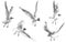 Gulls, seagulls, birds flying on white background, vector illustration drawing