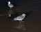 Gulls or seagulls, seabirds of the Laridae family in the suborder Lari, on the beach of lake Michigan