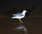 Gulls or seagulls, seabirds of the Laridae family in the suborder Lari, on the beach of lake Michigan