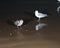 Gulls or seagulls, seabirds of the Laridae family in the suborder Lari, on the beach of lake Michigan