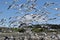 Gulls on the shores of Lake Tekapo New-Zealand