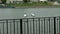 Gulls sit on an iron fence near the water. Urban environment
