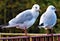 gulls sitting on a fence