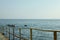 Gulls sitting on pier handrail against sea