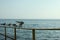 Gulls sitting on pier handrail against sea