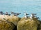 Gulls sitting on the rocks near the water