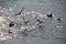 Gulls splashing in Nevezis river water on a sunny spring day