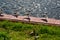 Gulls stand on river bank in summer